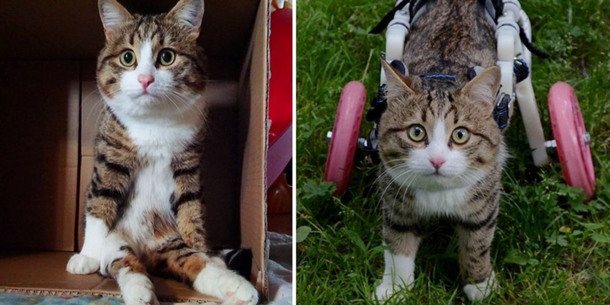 Cat Makes Do with Two and Loves His Life to the Fullest Love Meow