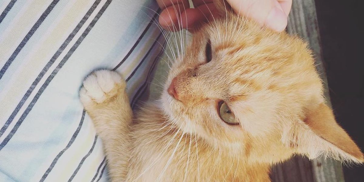 Stray Cat Comes to Family's Porch and Chooses 4yearold Boy to Be Her