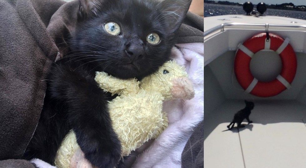 Deputy Saves Drowning Kitten Clinging to Oysters Under Bridge Love Meow