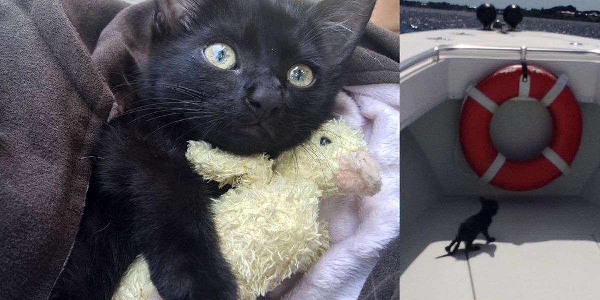 Deputy Saves Drowning Kitten Clinging to Oysters Under Bridge Love Meow