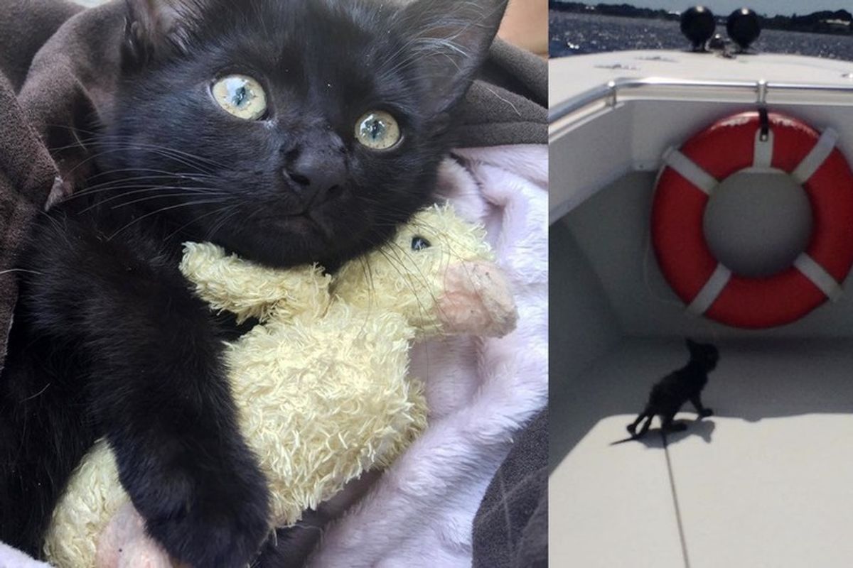 Deputy Saves Drowning Kitten Clinging To Oysters Under Bridge Love Meow 