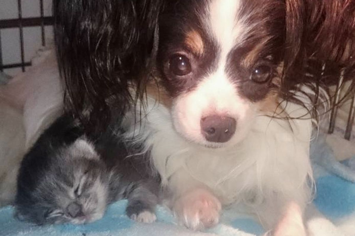 3 Orphaned Kittens Cure Mama Dog’s Broken Heart After She Lost Her Only Pup