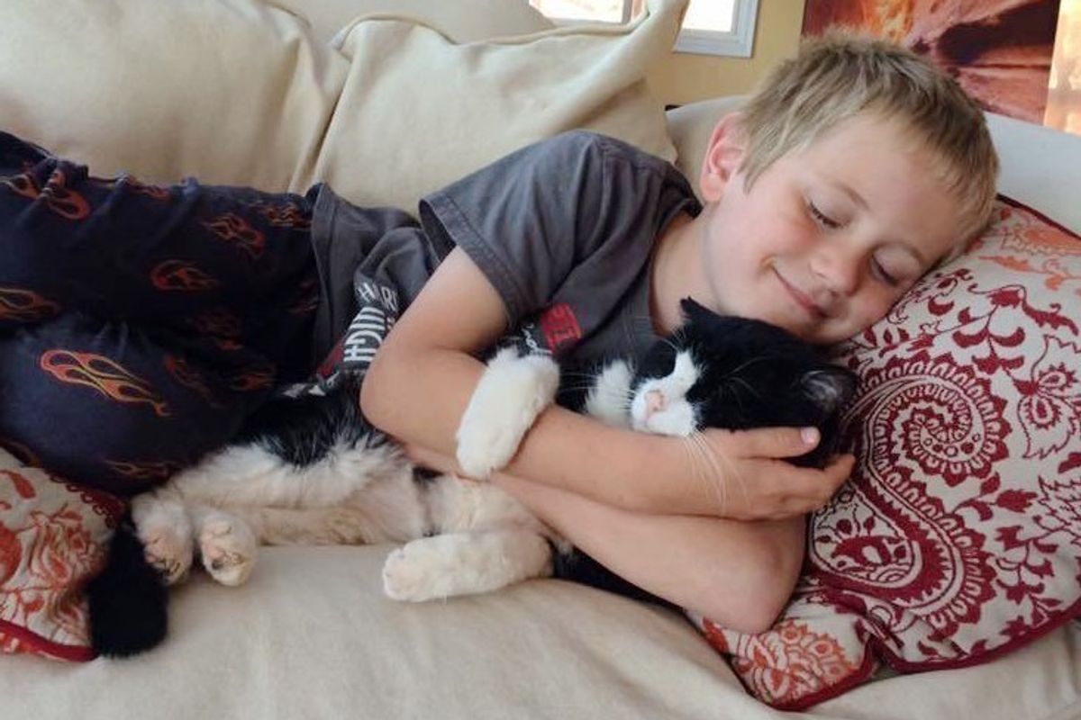 Cat Found a Home at 20, Two Years Later, He Has So Much Love to Give