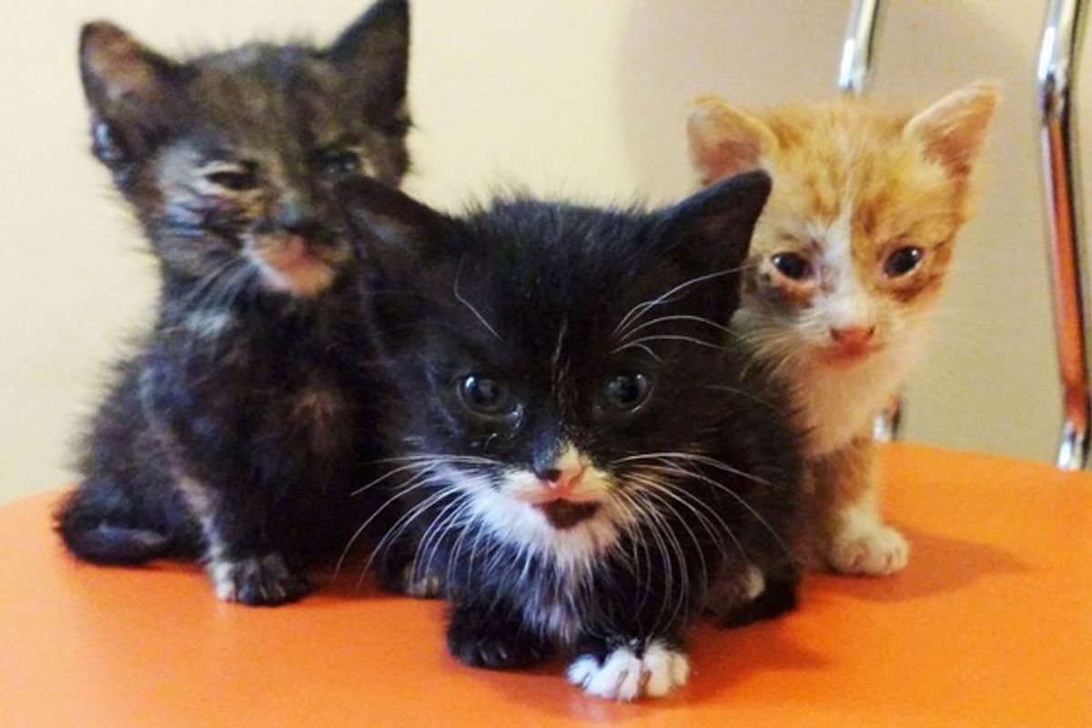 Man Saves 3 Orphaned Kittens from Pouring Rain and Becomes Their Dad