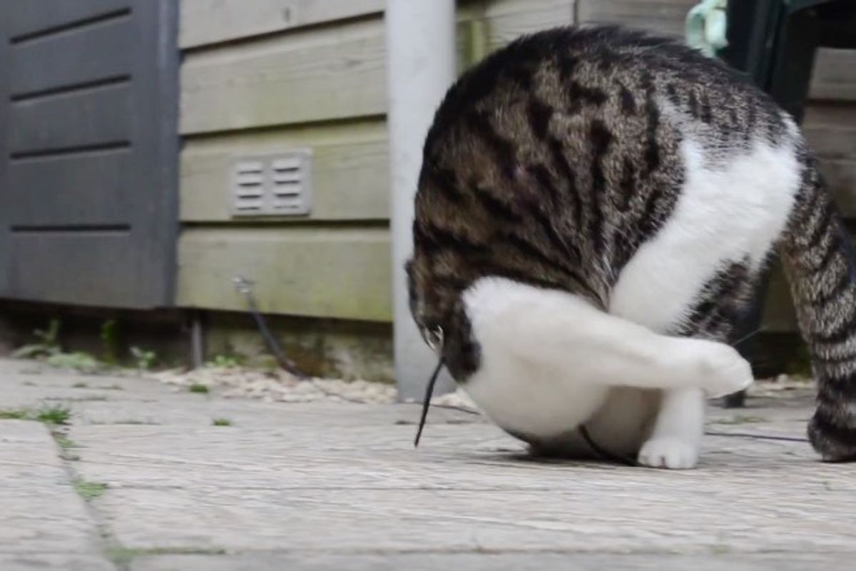 Cat Learns to Do Somersaults and Can't Stop Doing It