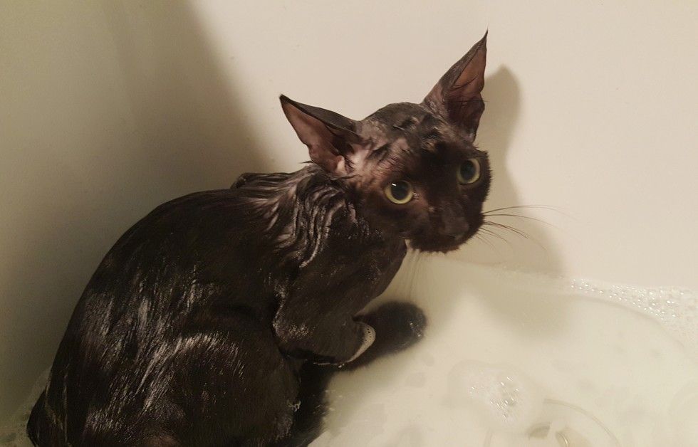 Cat Too Scared To Move, Feels Love for the First Time, It Changes