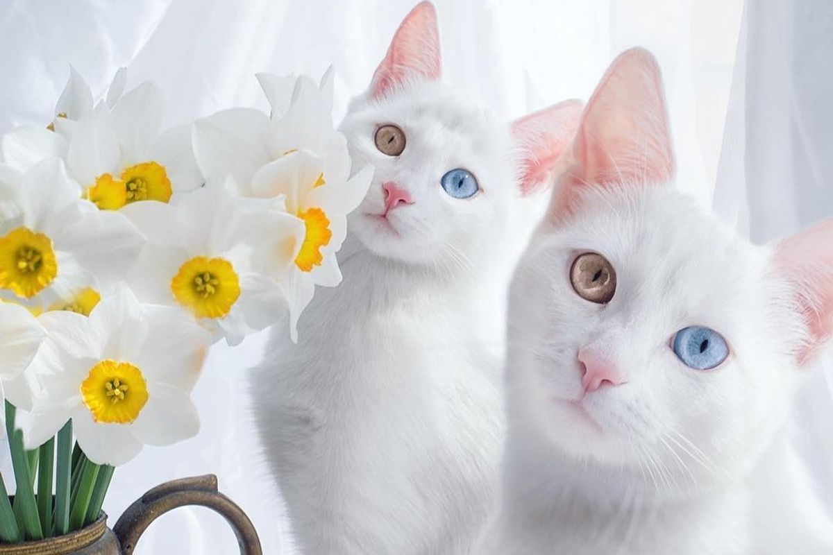 Twin Kitties with Same Colored Odd Eyes in These Stunning Photos