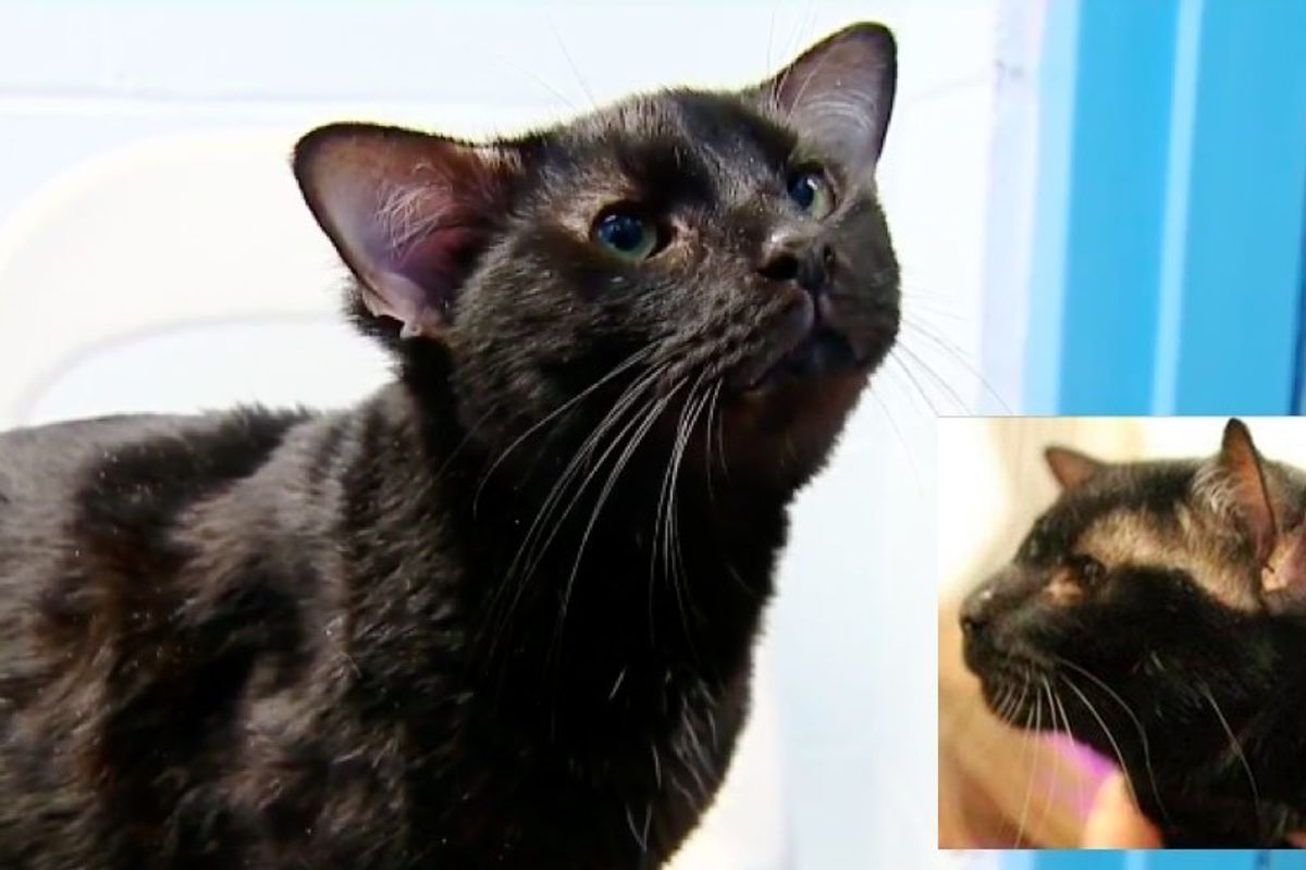 Rare Shelter Cat Found with an Extra Pair of Ears
