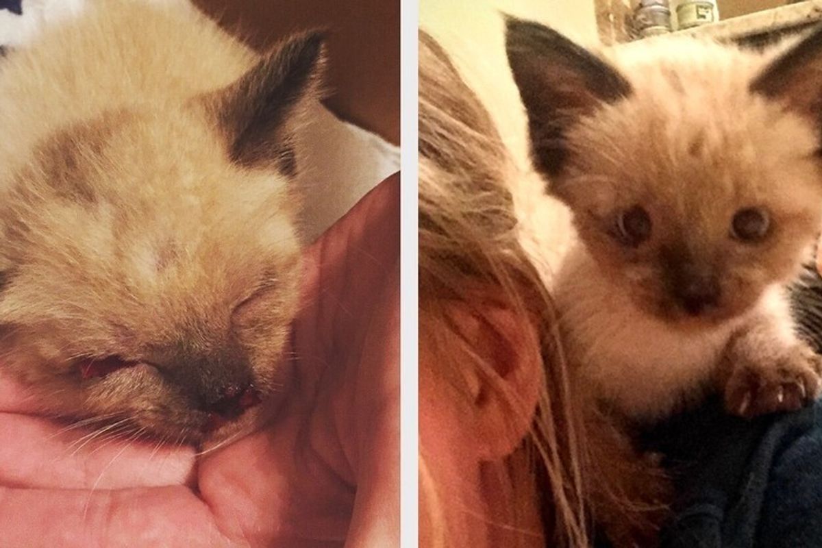 They Rescue Kitten from Brink of Death, the Kitty Saves Them Too