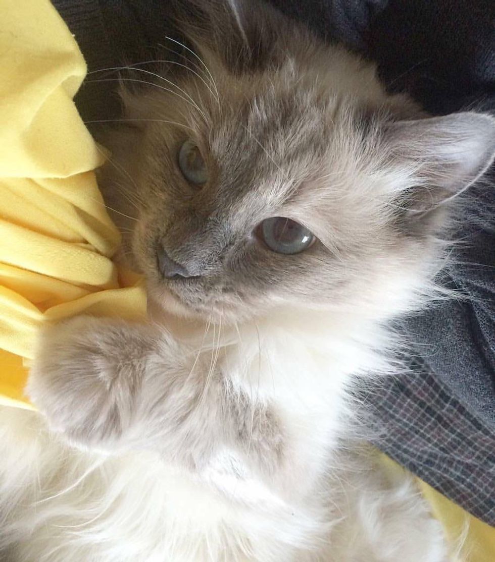 Cat Hides in Blankets from Everyone But a Second Chance Changes Everything Love Meow