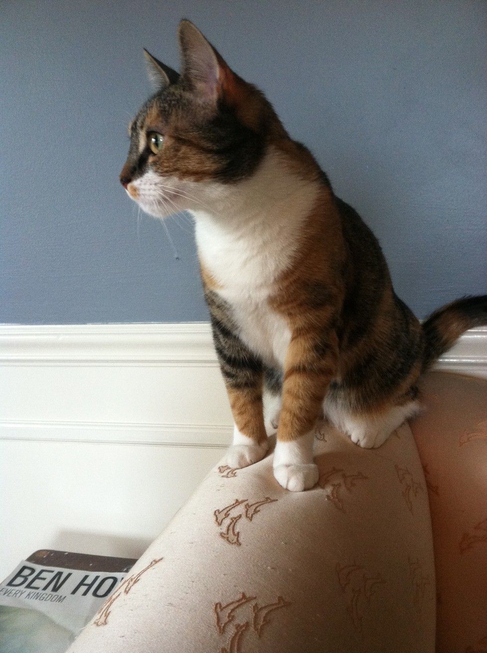 Feral Kitten Found Half Frozen Now Turned Around by Love Love Meow