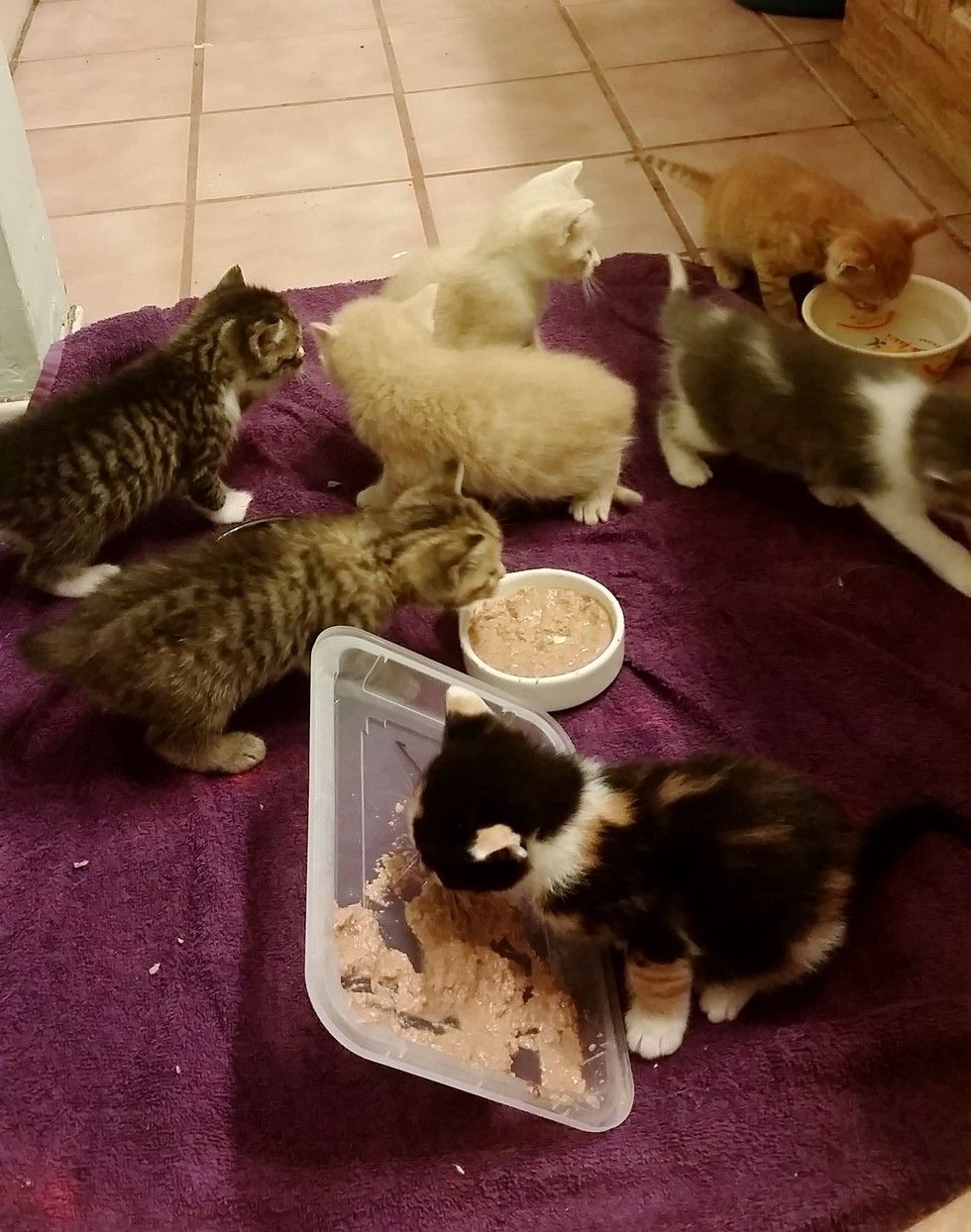 Seven Orphaned Kittens Barely Escape Huge Thunderstorm Love Meow