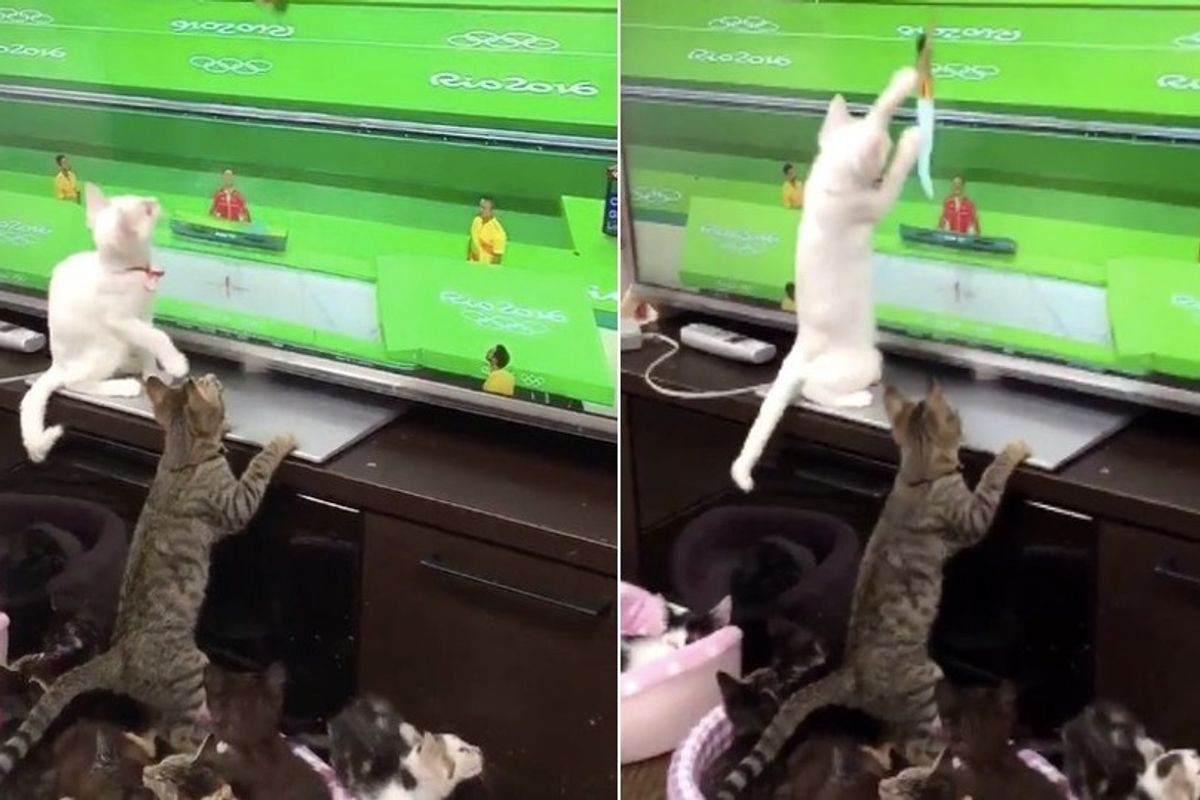 Cats Try to Give Athletes at the Olympics a Helping Paw