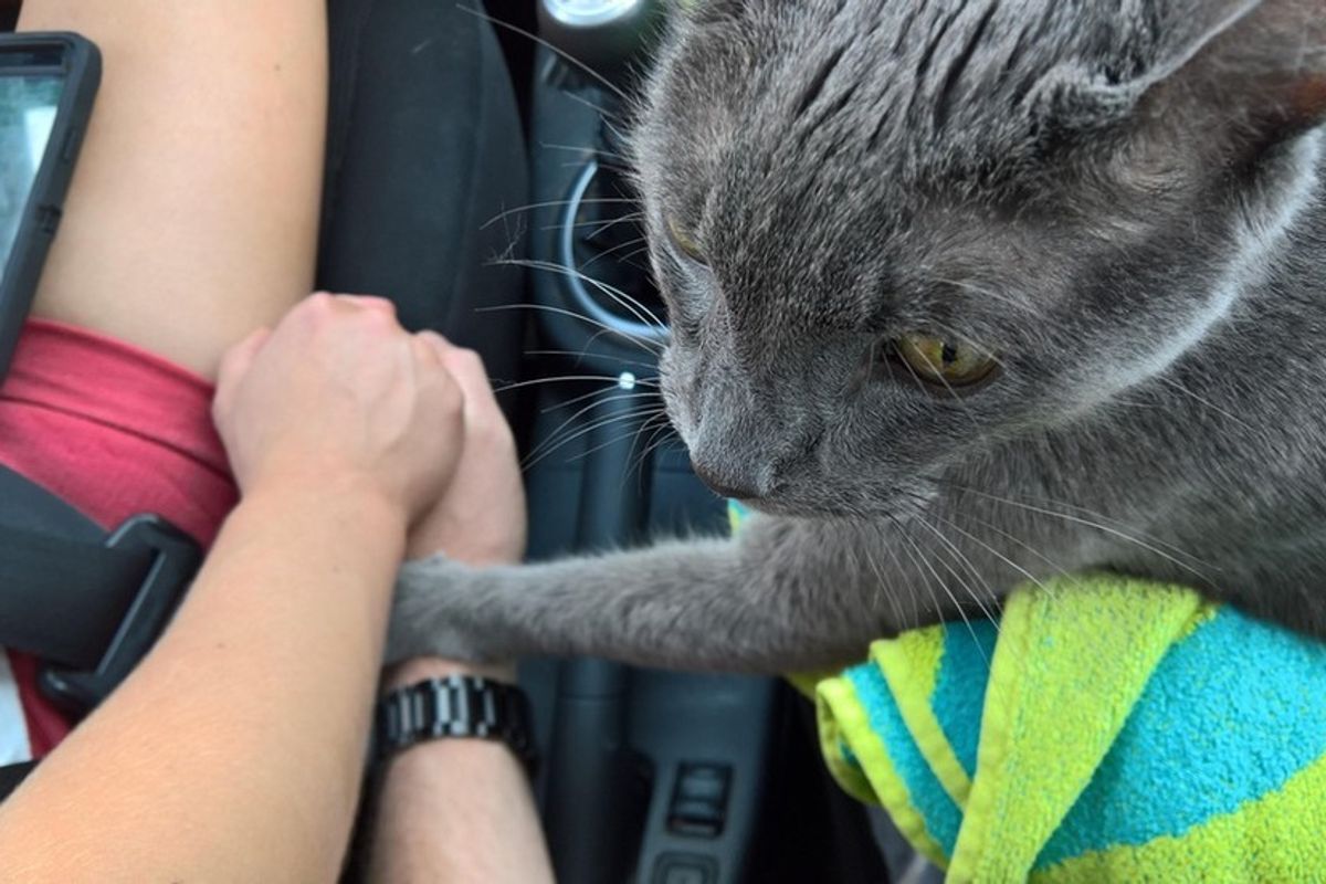 Cat Holds His Humans’ Hands On His Final Car Ride to Thank Them for the Wonderful Life