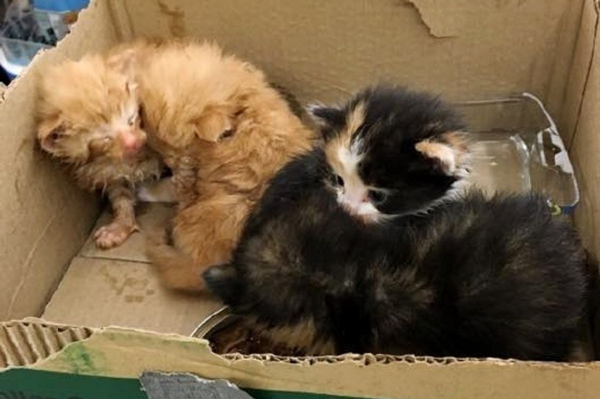 People Come Together to Save Four Kittens Found By Dumpster