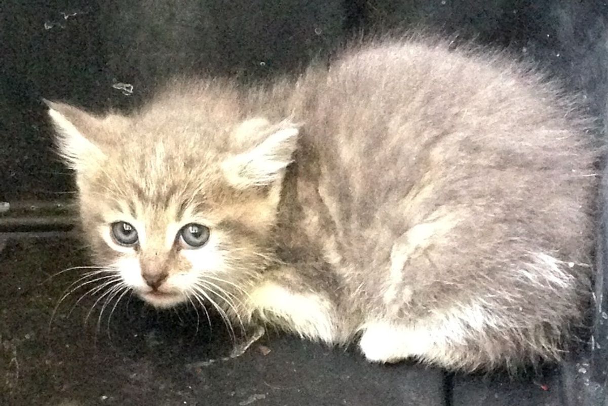 Kitten Found in Garage Fears for His Life Until They Show Him Love