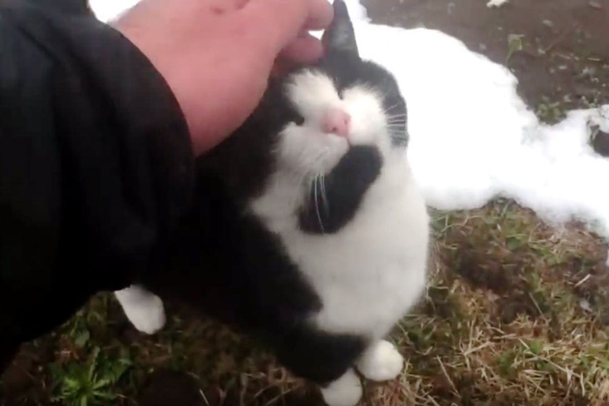 Cat Walks Up to Man and Guides Him Down the Mountain After He Got Lost