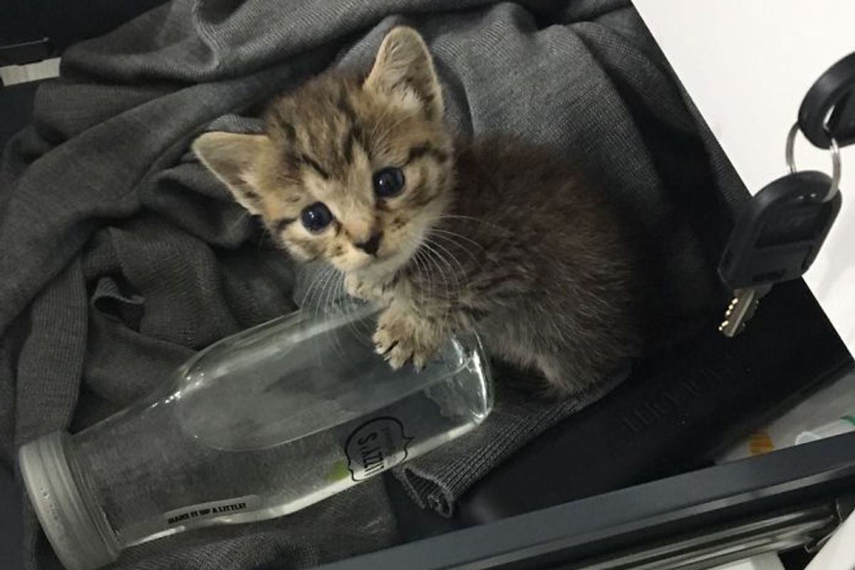Kitten Abandoned in Box All Alone, Finds Her Way into 20 People's Hearts
