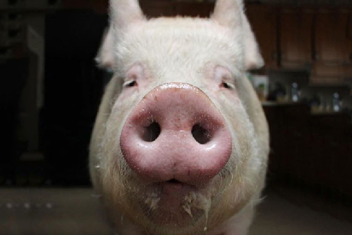 esther the wonder pig