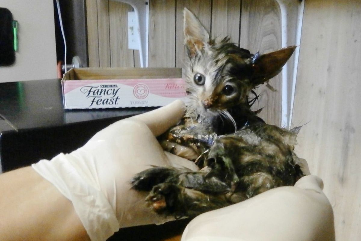 Kitten Found Covered in Mousetrap Glue is Turned Around by Love