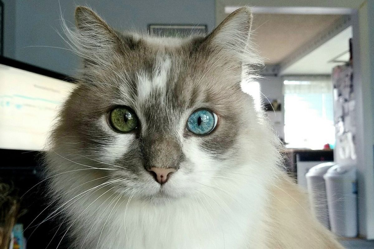 This Senior Cat Changes His Eye Color Over the Year​
