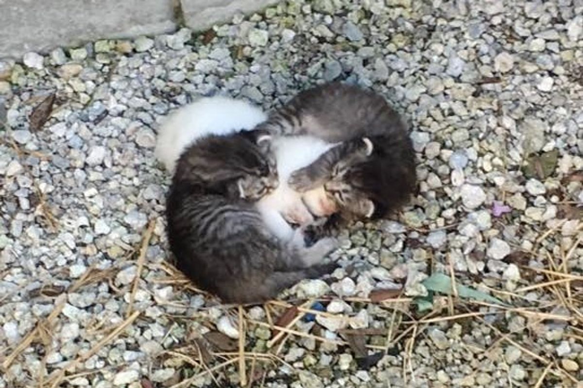 Kittens Found Wrapped Around Their Trembling Sister, Keeping Her Safe.. (with Updates)