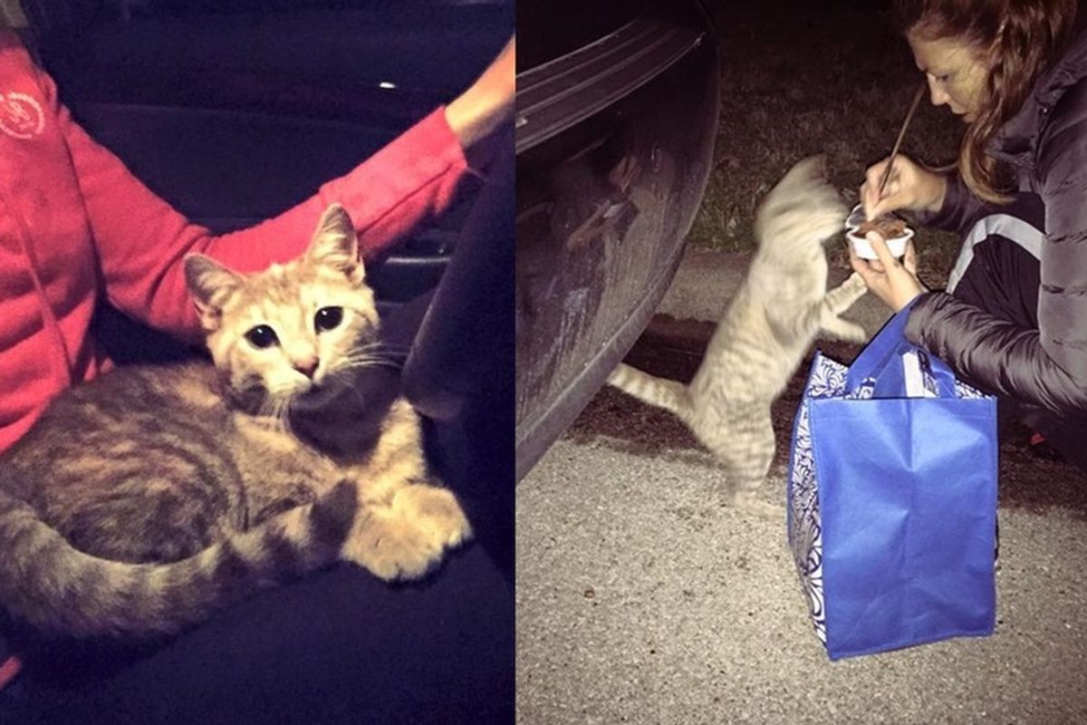Stray Cat Runs Up to Young Woman Meowing for Love