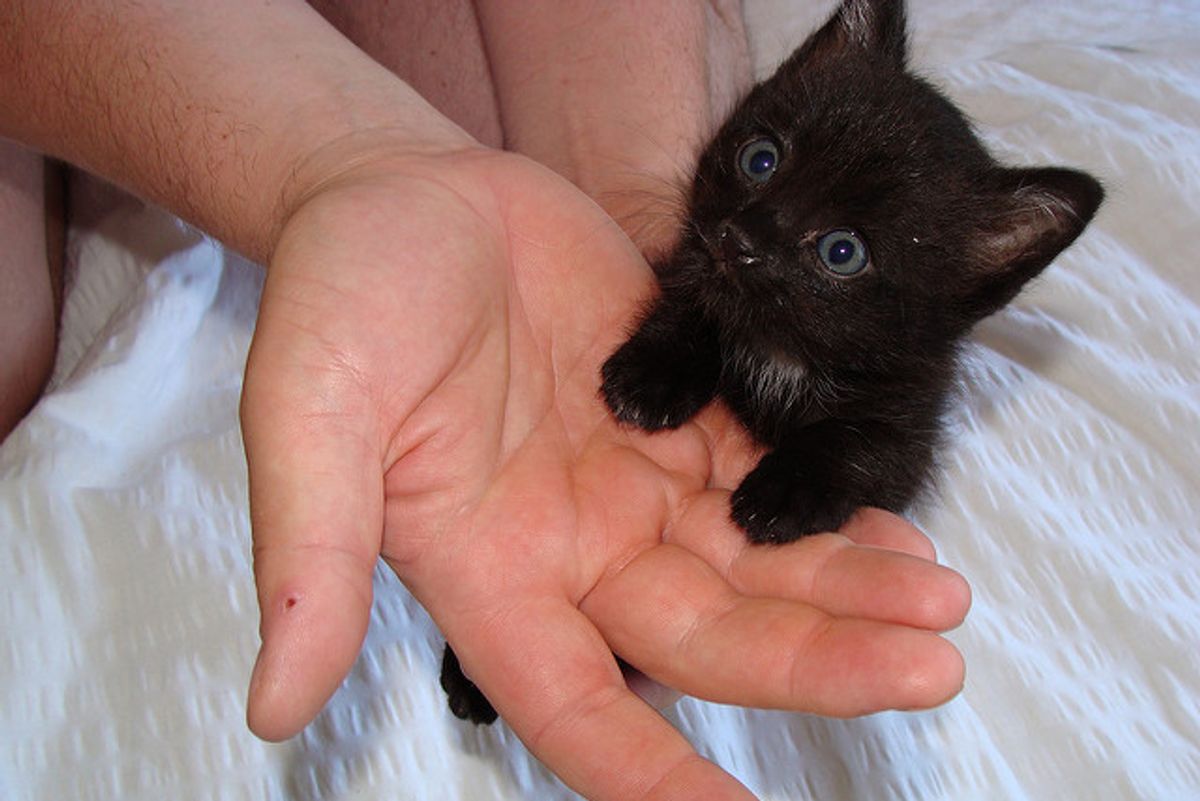 Kitten Found Near Castle Chooses This Guy to Be His Forever Human