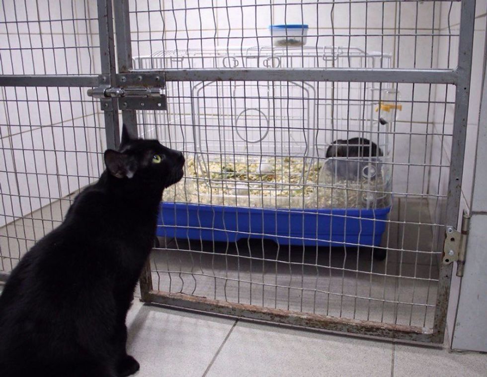 Rescue Cat Can't Walk on His Legs But Helps Sick Animals and Even Saves