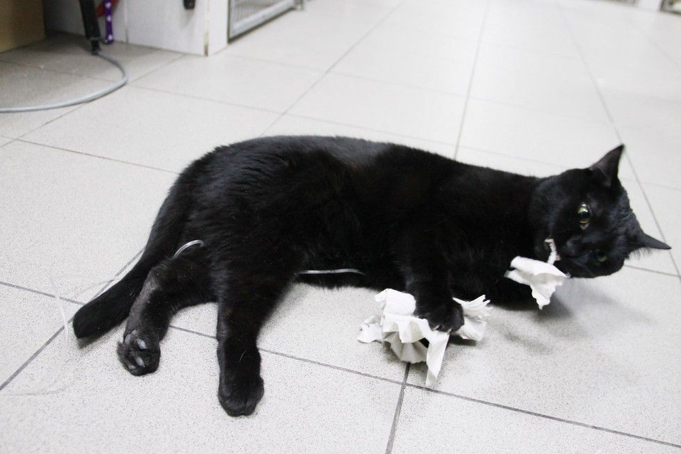 Rescue Cat Can't Walk on His Legs But Helps Sick Animals and Even Saves