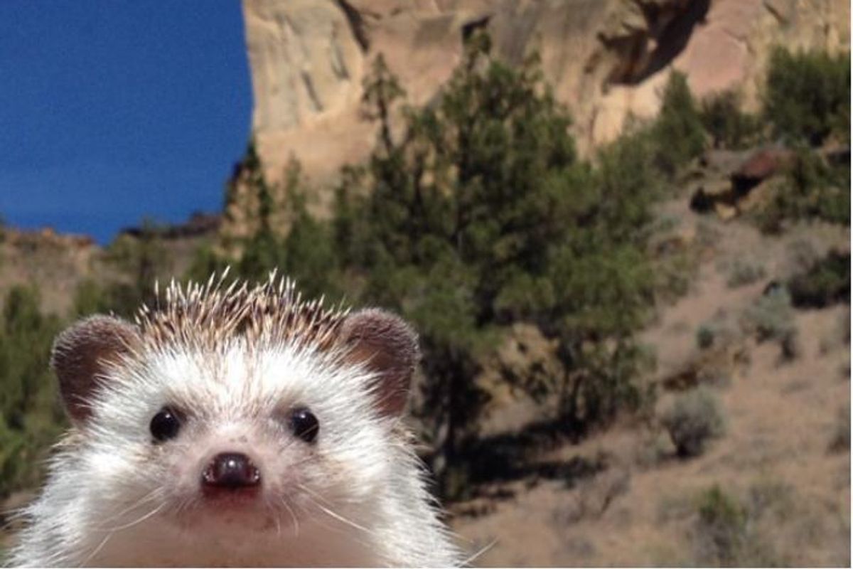 biddy the hedgehog cutest photos