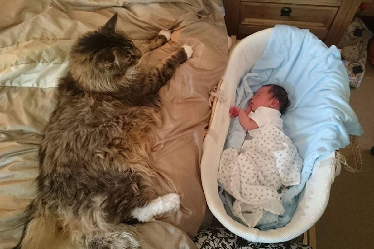 World's Biggest Maine Coon Watches Over His Tiny Brother