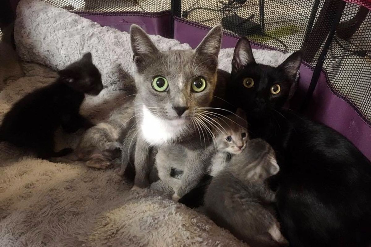 2 Stray Cat Moms Surprise Woman with 8 Babies on Her Patio... (with Updates)
