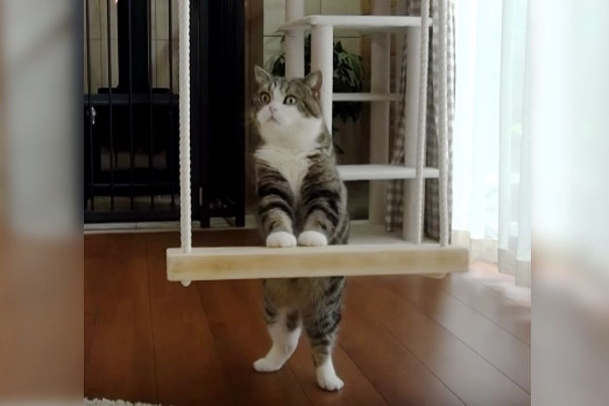 Smart Cat Won't Stop Trying Until He Turns Swing into Throne