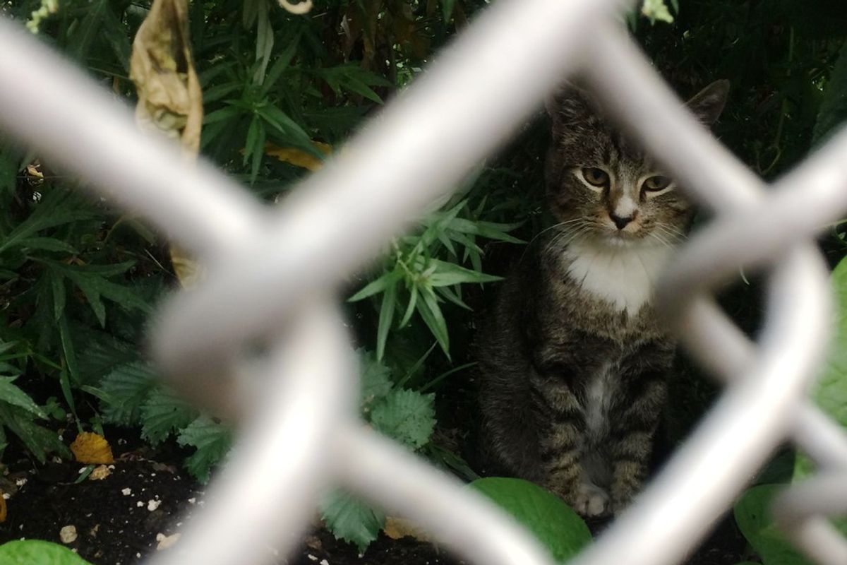 Woman Takes a Chance on Petrified Homeless Kitty, It Changes Everything