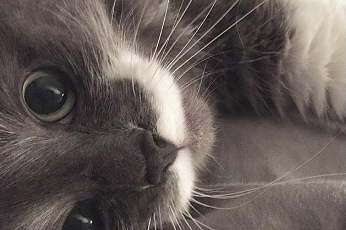 hamilton hipster cat too cool for school