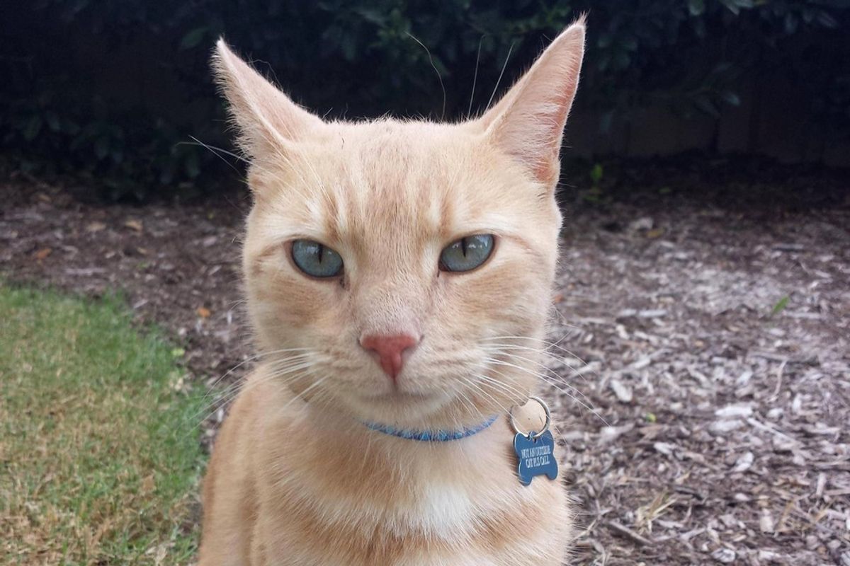 Woman Helps Lost Cat Find His Family Thanks to Message on His Collar