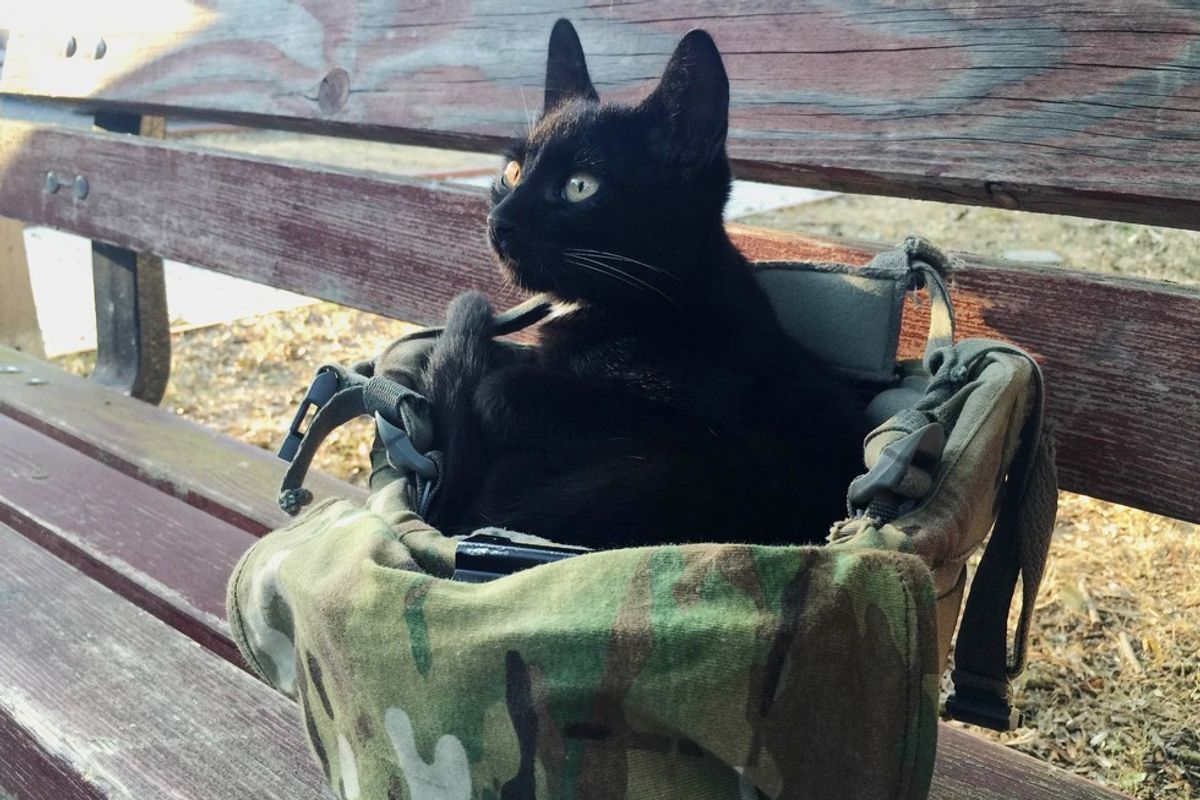 Soldier Captures Moments of Stray Cat Choosing Him to Be His Forever Human