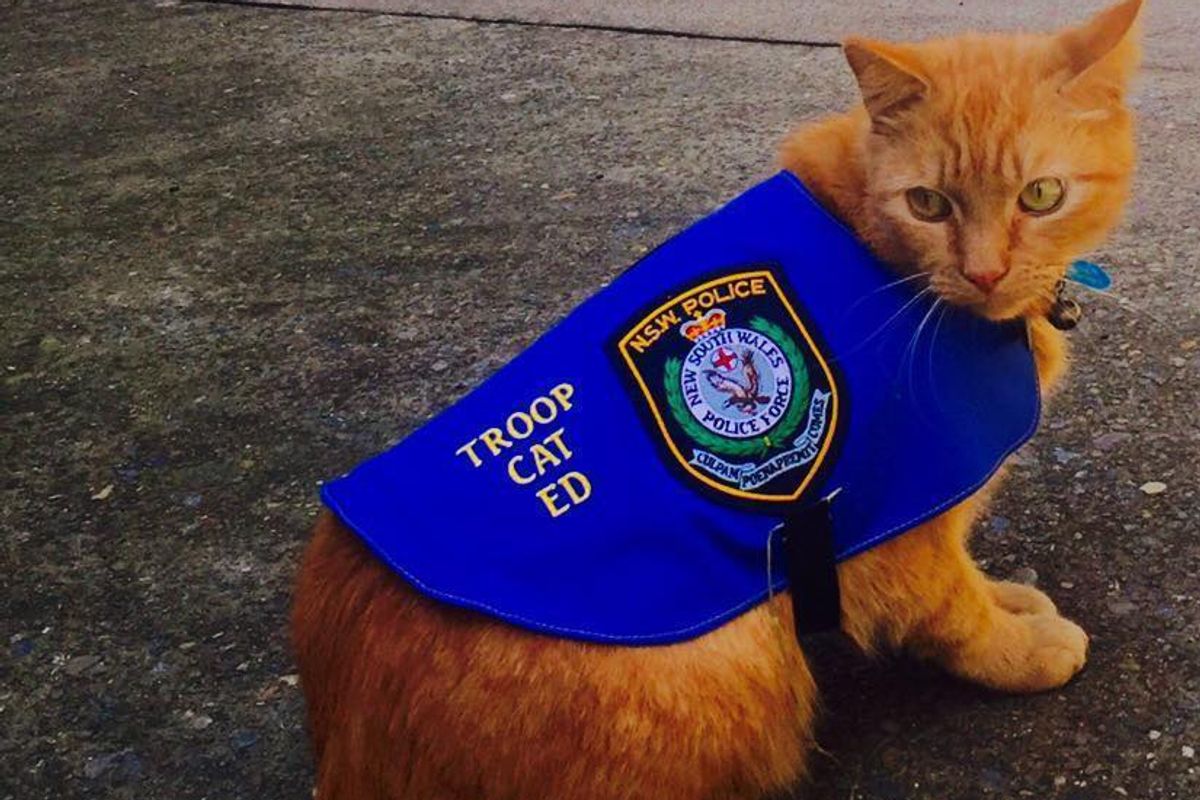 Cat Recruited by Police Caught Sleeping on Duty