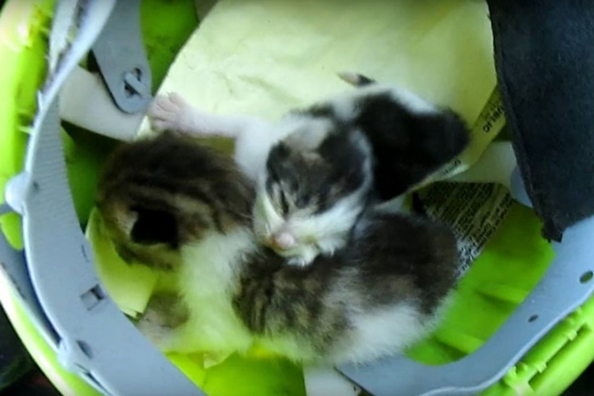 Garbage Collector Found Kittens in Brush Pile, He Couldn't Leave Them There