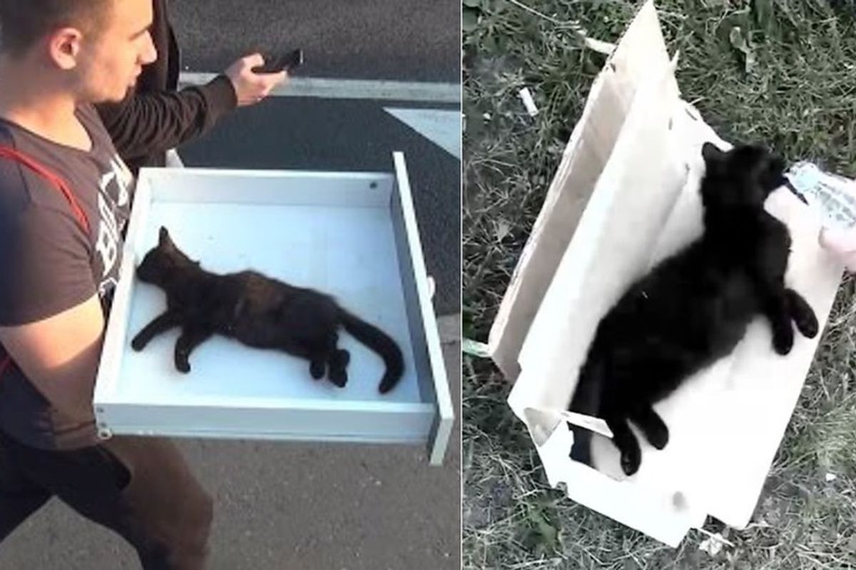Men Found Lifeless Kitten by Roadside and Brought Him Back to Life