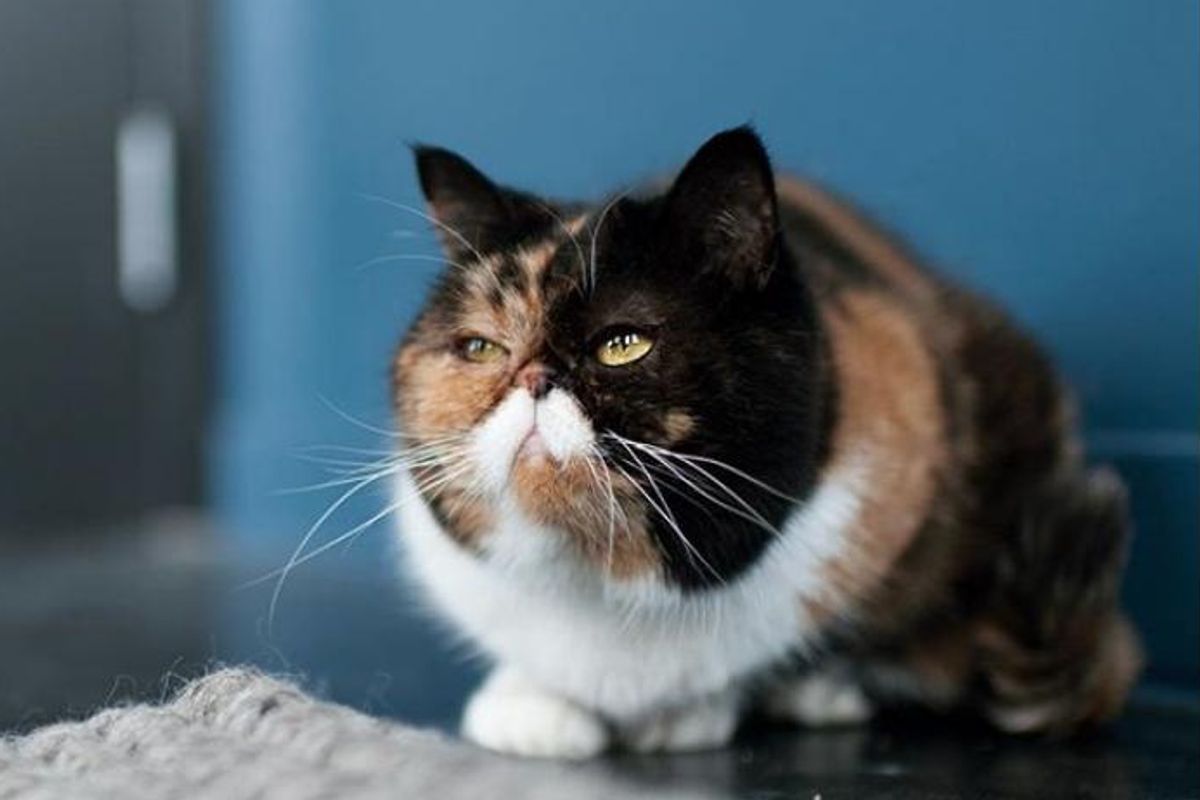 pudge the cat grumpiest photos