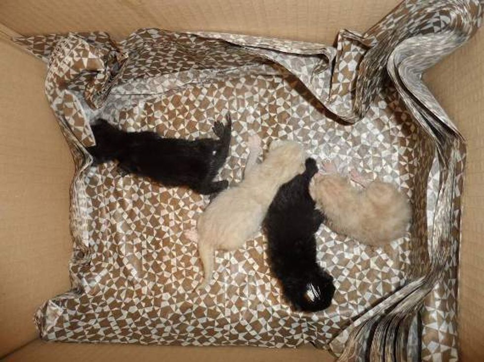 Kitten Saved from Gas Station Cheats Death, a Few Days After the Rescue