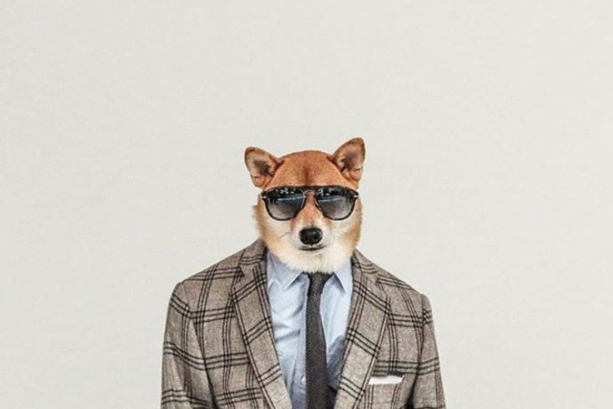mens wear dog most stylish photos