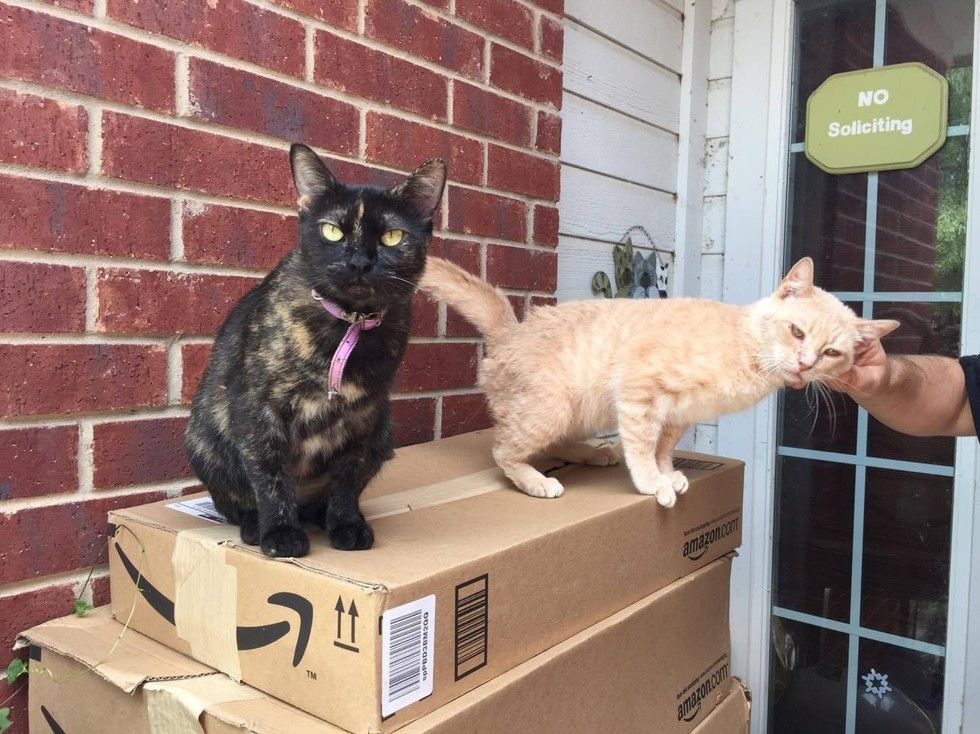 resident-cat-brings-home-a-boyfriend-a-stray-cat-who-is-asking-for