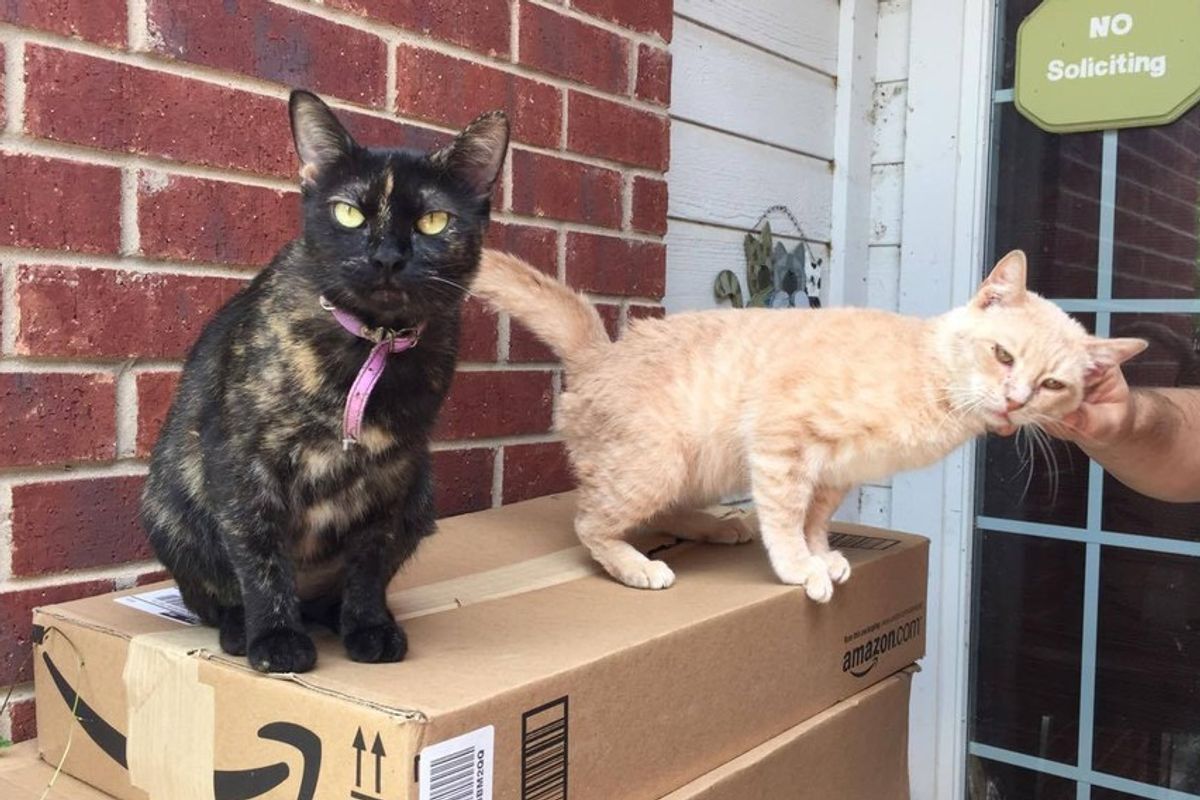 Resident Cat Brings Home a Boyfriend, a Stray Cat, Who is Asking for Love
