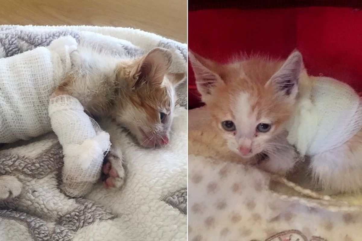 Kitten, Who Survived Forklift, Never Gives Up Fighting, What a Difference Love Can Make