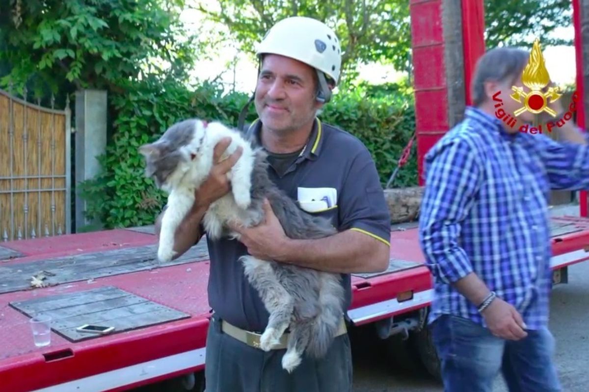 After 32 Days Rescuers Find Cat Alive Under Rubble