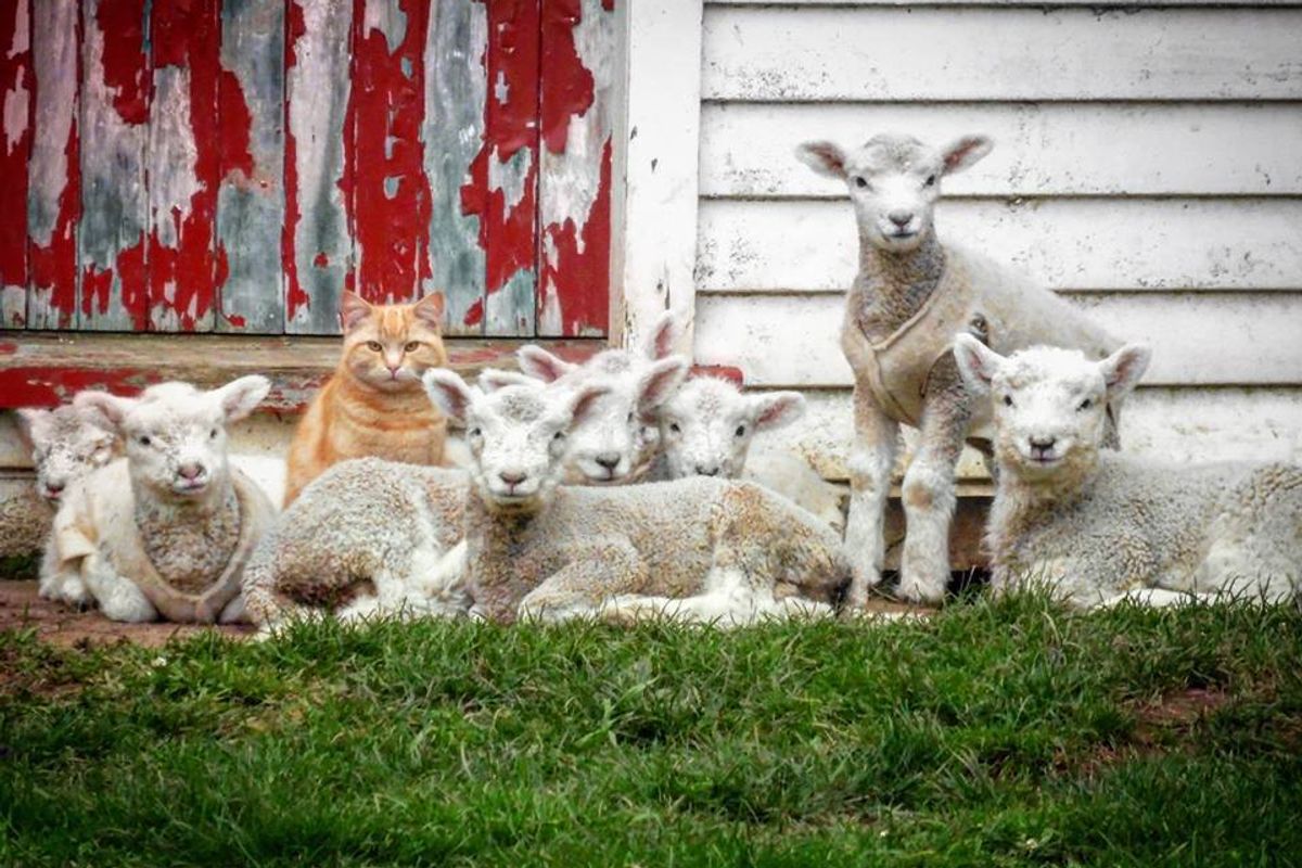 Cat, Who Thinks He’s Part Lamb, Leads Flock of Loyal Followers