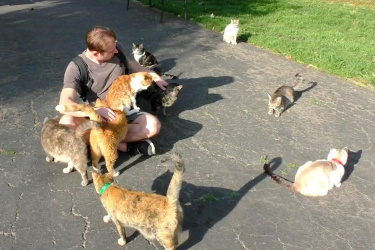 Guy Spends a Day in Cat Paradise to Hang Out with Hundreds of Rescue Kitties